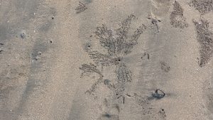 بيوت سرطان البحر التي تظهر على شكل حفر على الشاطئ(النداء)