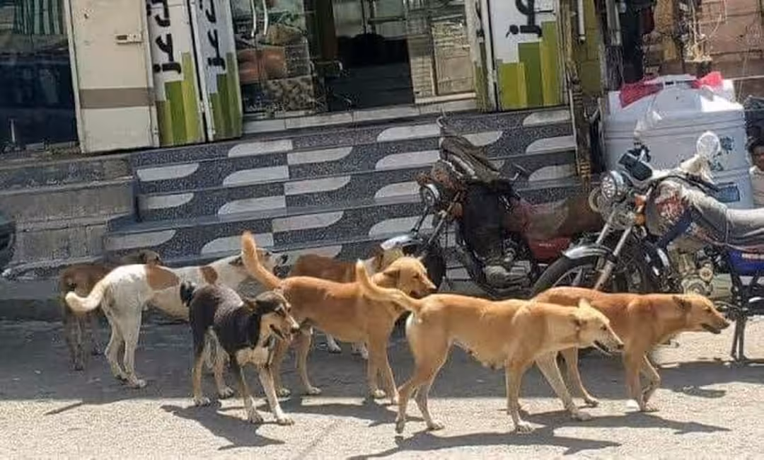 تعز: تصاعد الإصابات بداء الكلب في تعز.. ومطالبات بتحرك عاجل