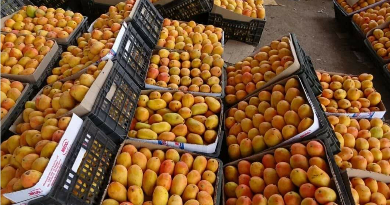المانجو اليمني: بين شائعات الإنترنت وتحديات الزراعة