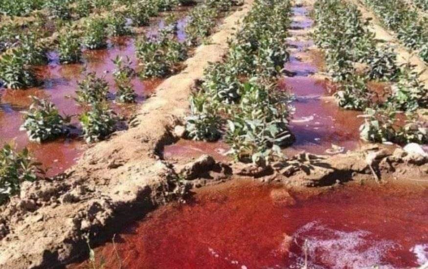صنعاء: تحرك قضائي لمواجهة تجار المبيدات المسرطنة