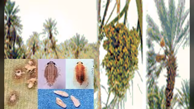 حرب الدوباس