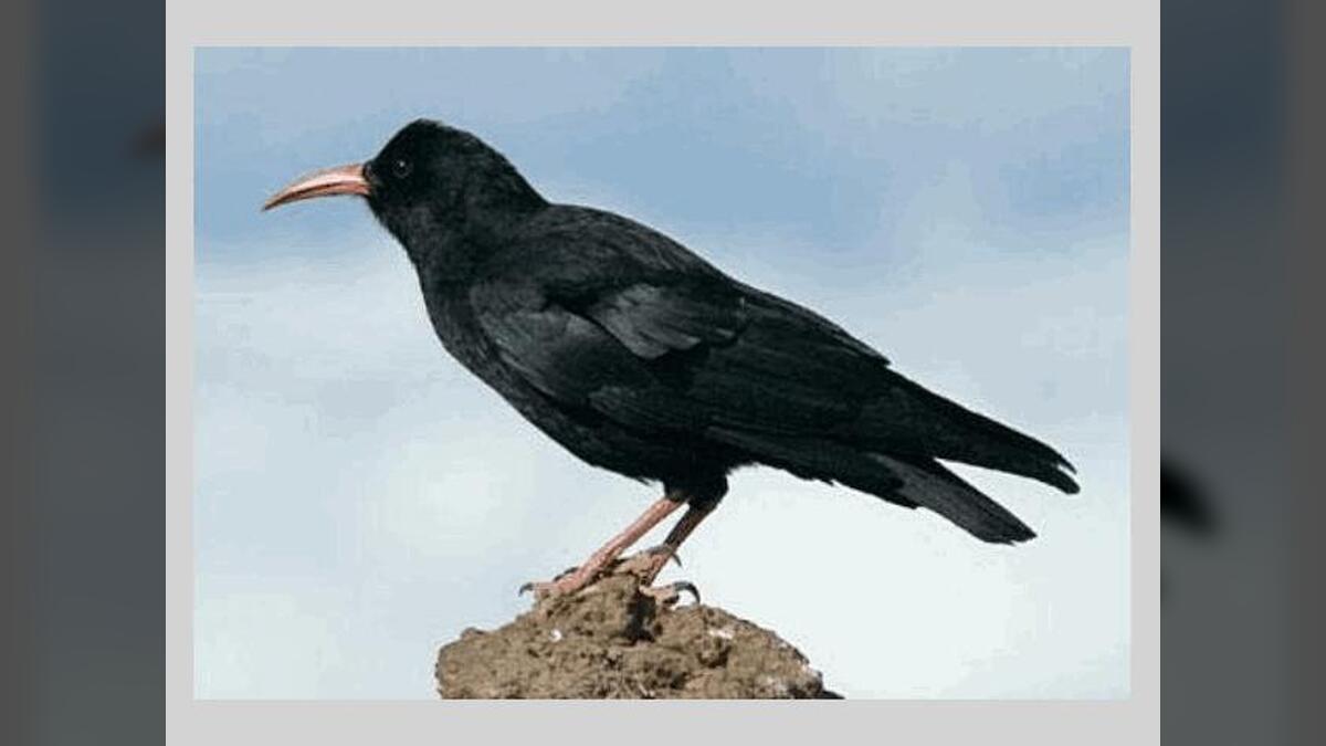 الغراب الذي هزم الجيش اليمني بسقطرى