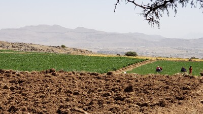 احد الحقول في قرية "المداور القديمة" (النداء)