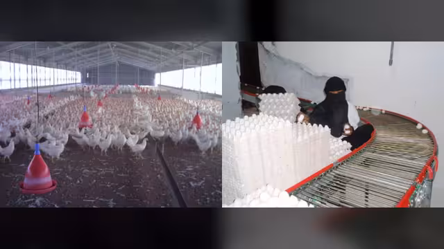 مؤسسة دواجن حضرموت.. نهب برعاية أمنية