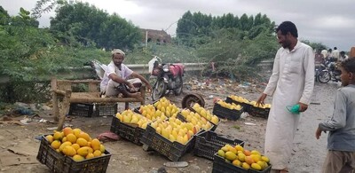 أحد بائعي المانجو(شبكات التواصل)