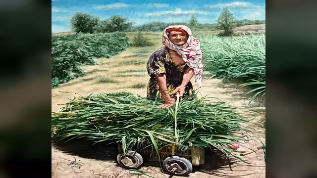 حصد القصب