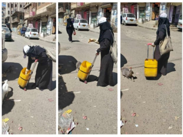 التعافي من السرطان بإطعام القطط المشردة
