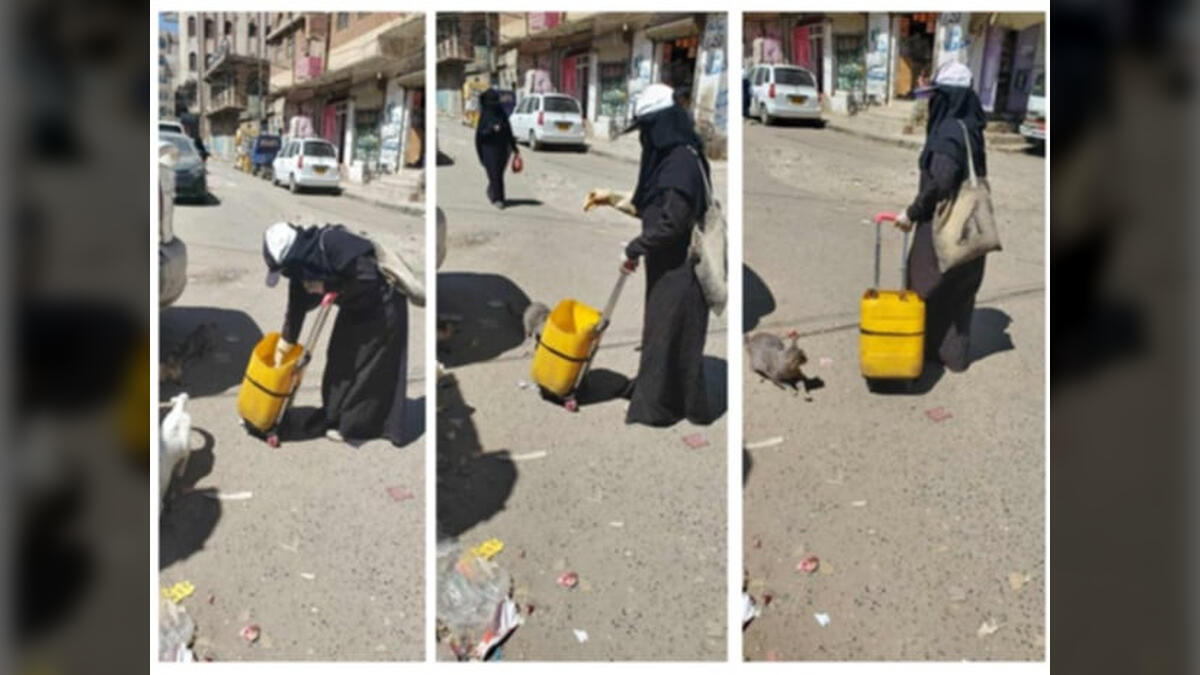 التعافي من السرطان بإطعام القطط المشردة