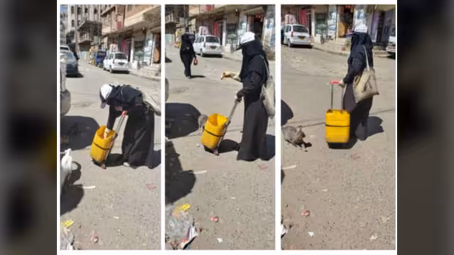 التعافي من السرطان بإطعام القطط المشردة