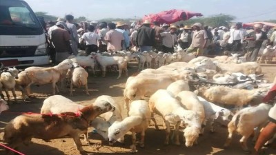 أضاحي العيد في عدن.. حلم بعيد المنال لكثير من الأسر