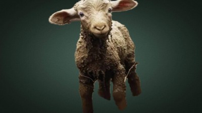 طقوس المقصلة!