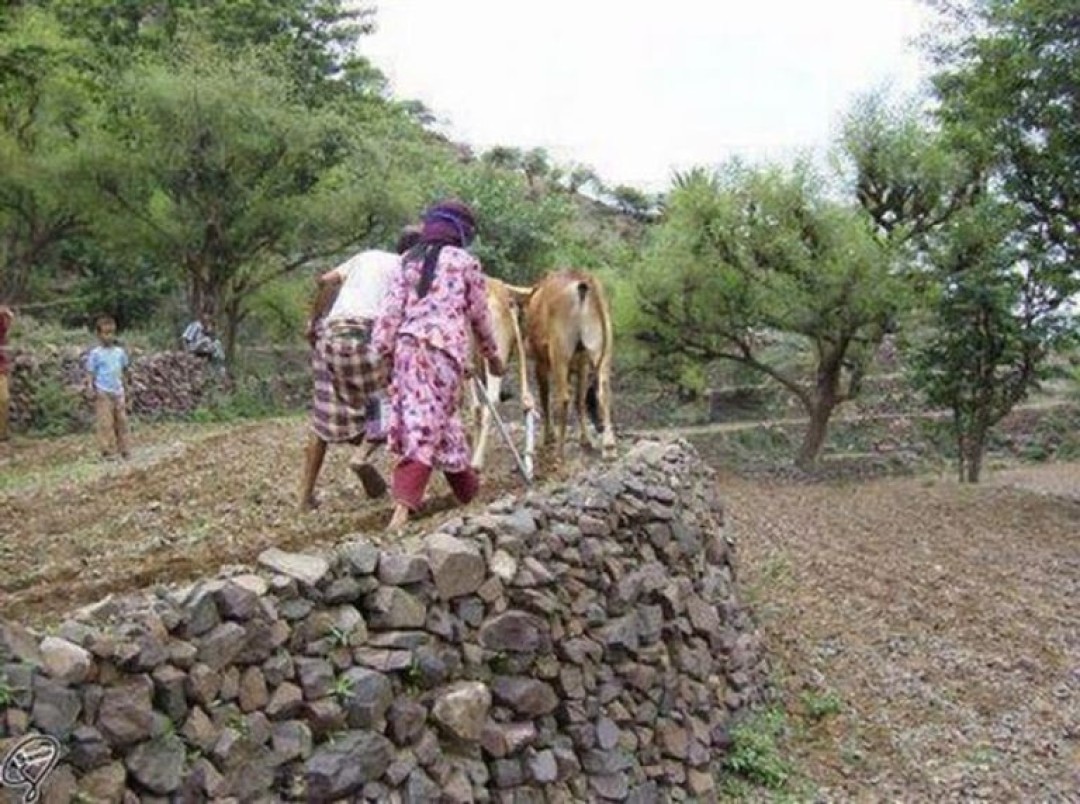 133 001252 Rural Yemeni Women Inspiring Model Living 5 (1) إمرأة تعمل في الزراعة مع زوجها( منصات التواصل)