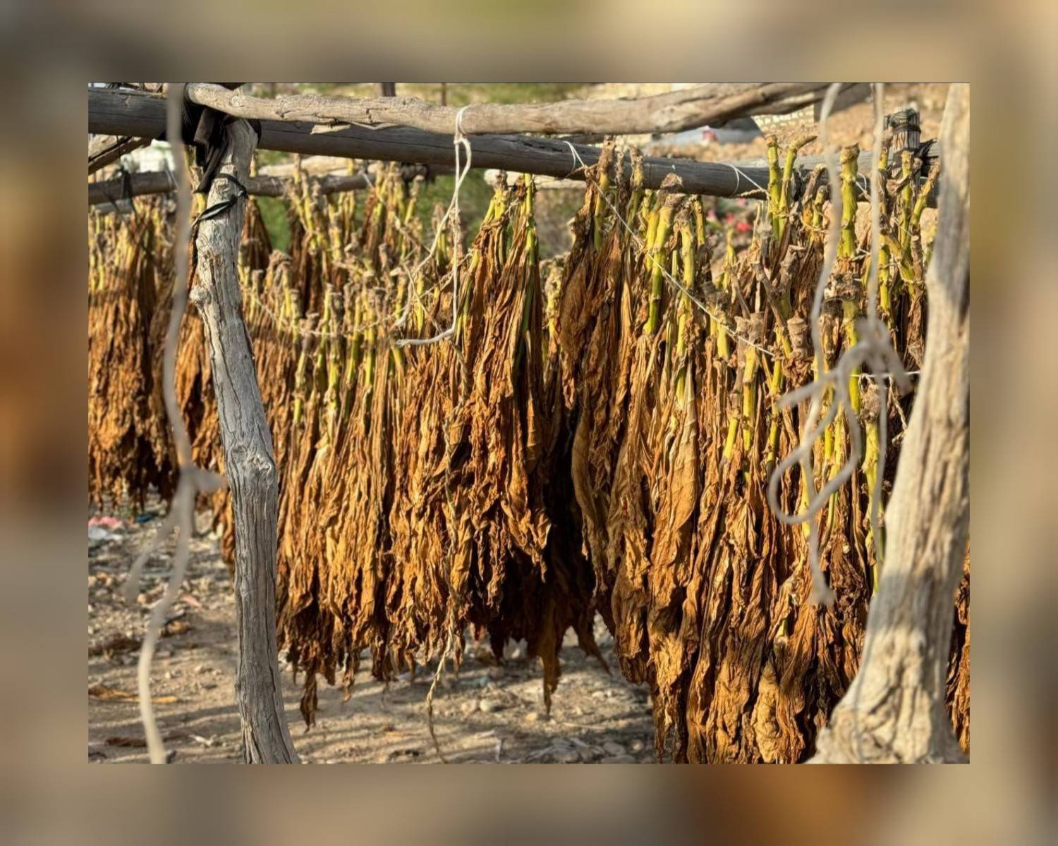 «التبغ الغيلي».. محصول نقدي يواجه خطر الاندثار تحت وطأة الحرب والجفاف