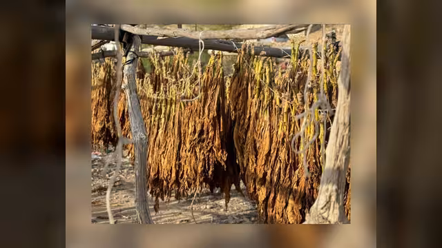 «التبغ الغيلي».. محصول نقدي يواجه خطر الاندثار تحت وطأة الحرب والجفاف