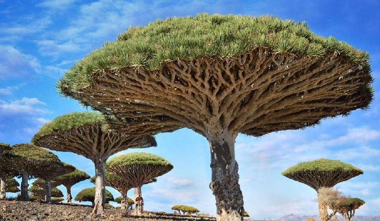 سقطرى.. موقف بن دغر ضد الإهمال والأطماع الإقليمية