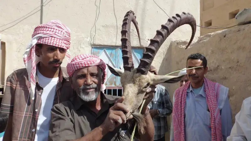 الوعول الحضرمية في خطر فنحافظ عليها