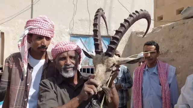 الوعول الحضرمية في خطر فنحافظ عليها