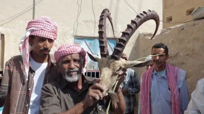 الوعول الحضرمية في خطر فنحافظ عليها