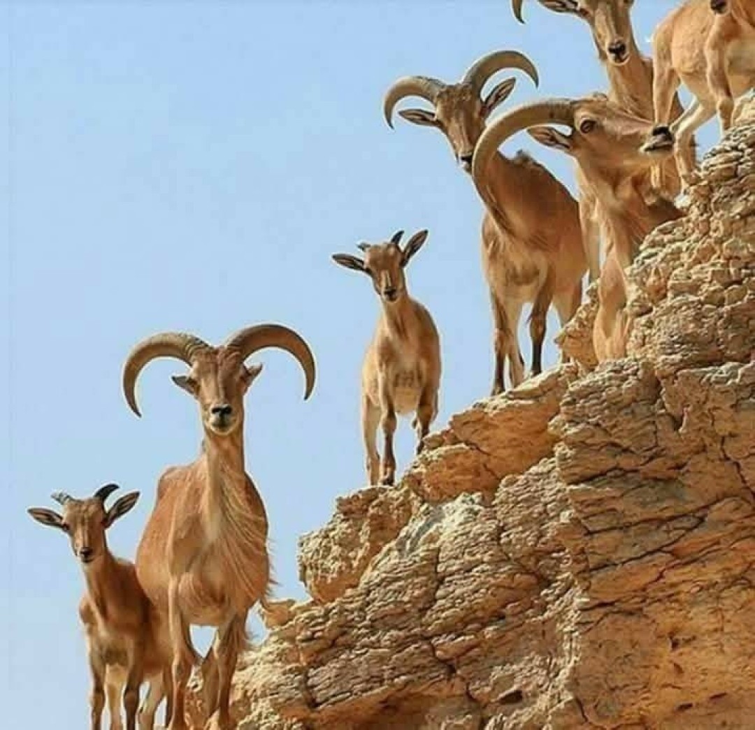 أوُعُول أوُعُول