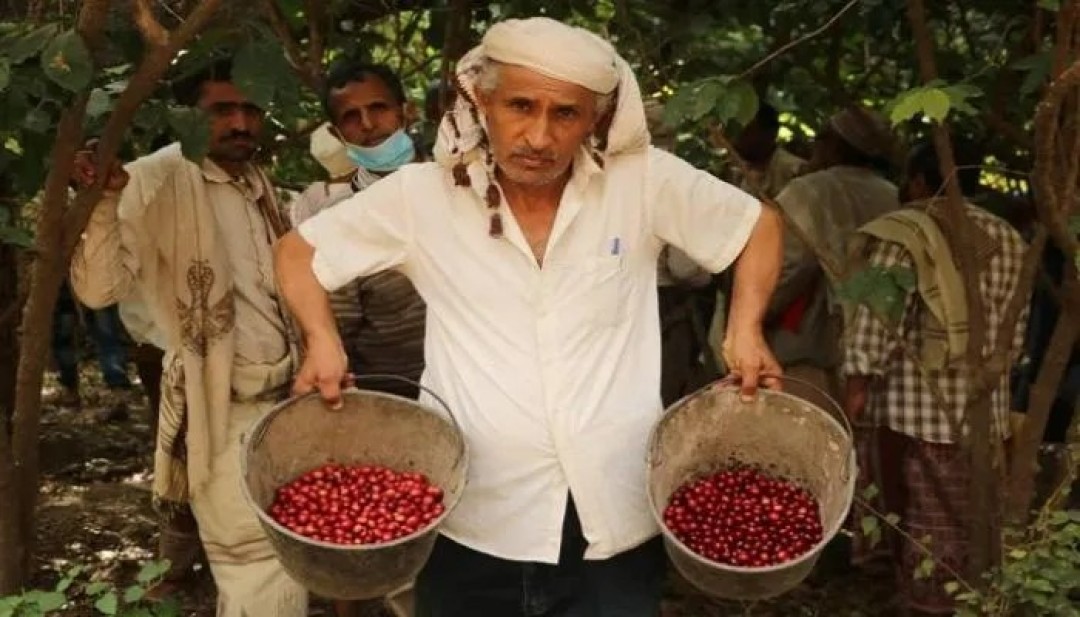 زراعة البن زراعة البن