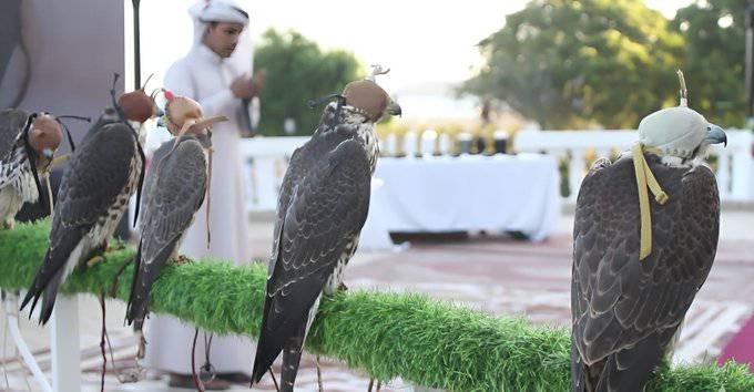 حضرموت تحتفي باليوم العالمي للصقور