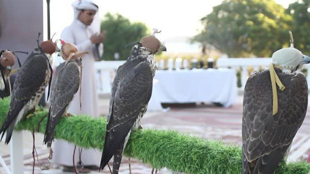 حضرموت تحتفي باليوم العالمي للصقور