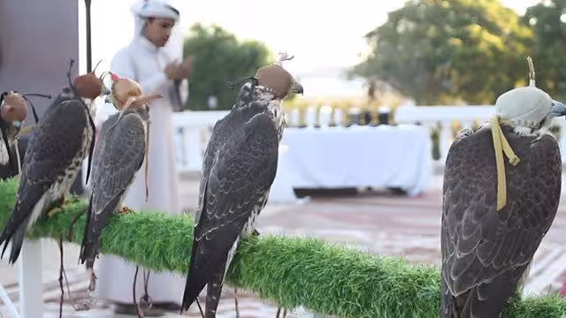 حضرموت تحتفي باليوم العالمي للصقور