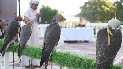 حضرموت تحتفي باليوم العالمي للصقور
