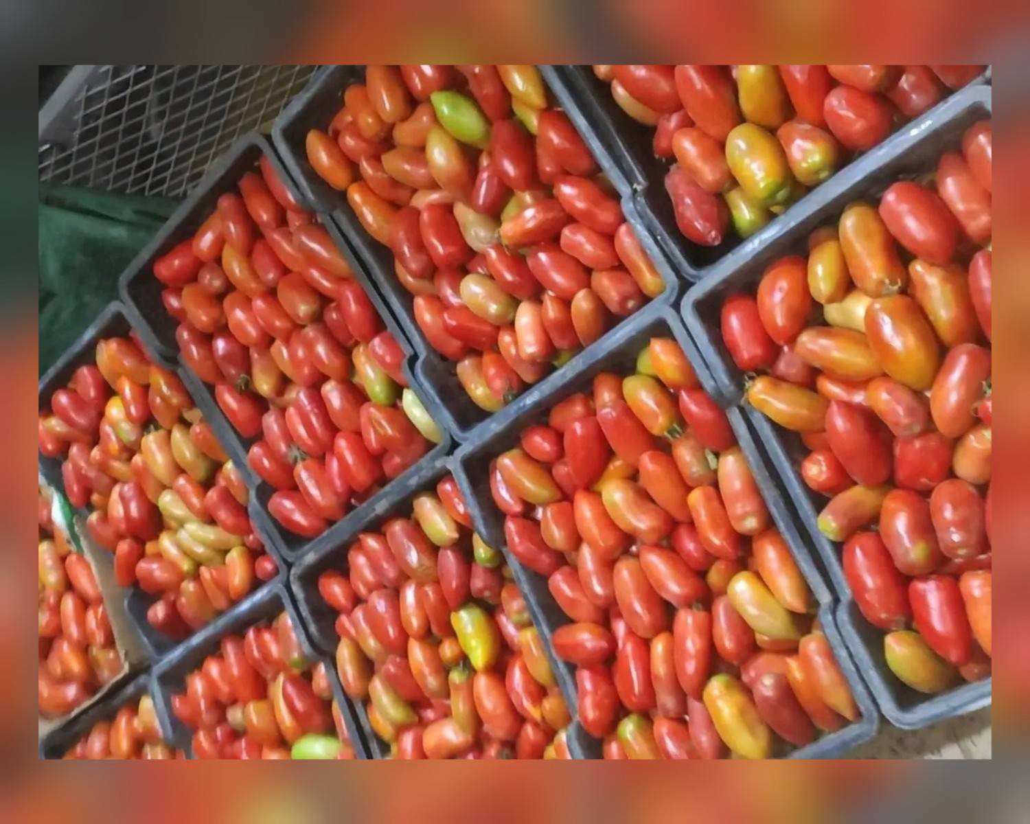 شتاء بلا طماطم في صنعاء.. أسعار قياسية وعزوف زراعي يفاقم المشكلة