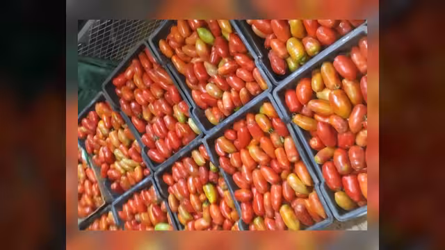 شتاء بلا طماطم في صنعاء.. أسعار قياسية وعزوف زراعي يفاقم المشكلة