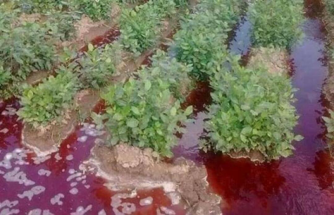 مبيدات للقات مبيدات للقات